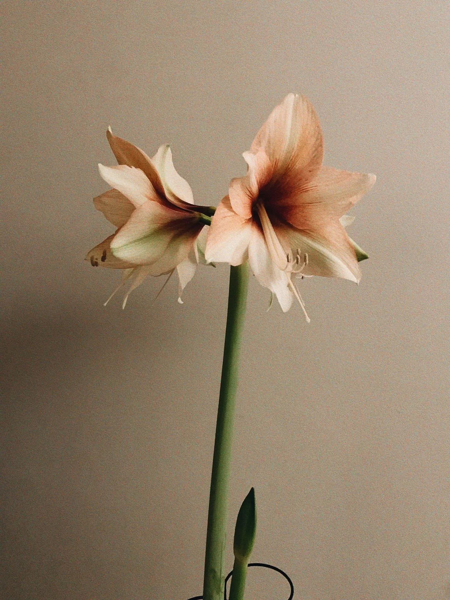 Hippeastrum mocca