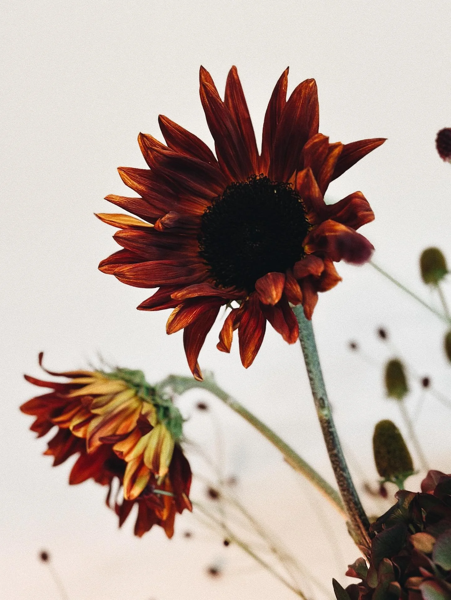 Helianthus &auml;r det vetenskapliga namnet p&aring; solros. H&auml;r en otrolig som skiftar i guld och rostr&ouml;d med en alldeles svart blomkorg.