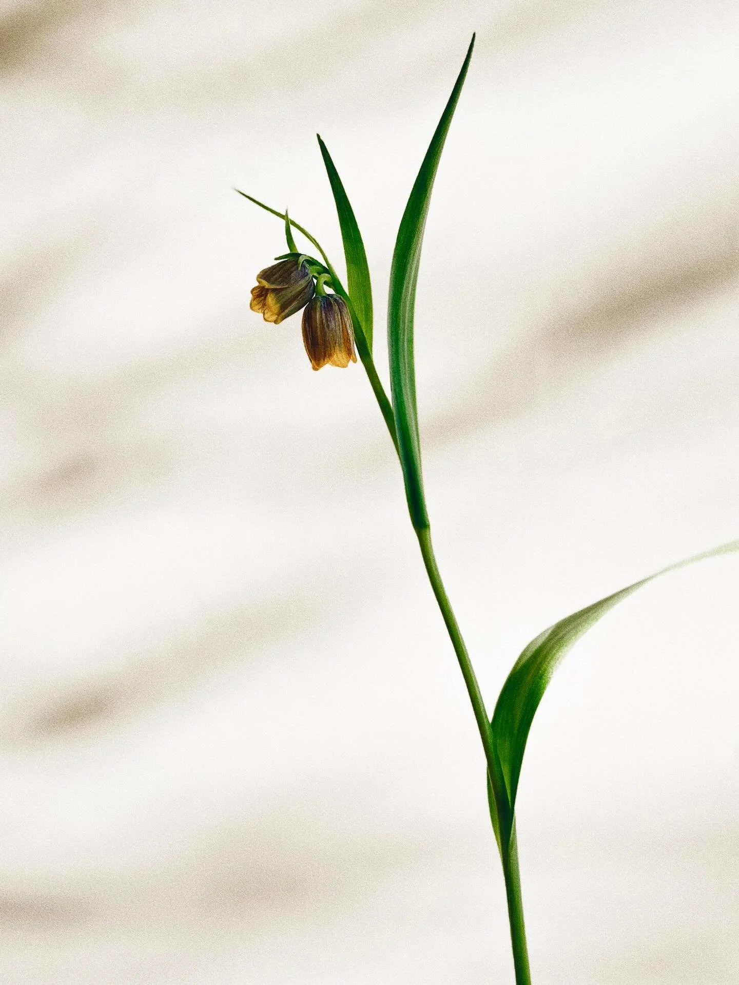 &Auml;ntligen mars och solen &auml;r framme! V&auml;lkomnar v&aring;rens alla blomster och denna ljuvliga lilla klocklilja Fritillaria &rsquo;Uva-Vulpis&rsquo;.