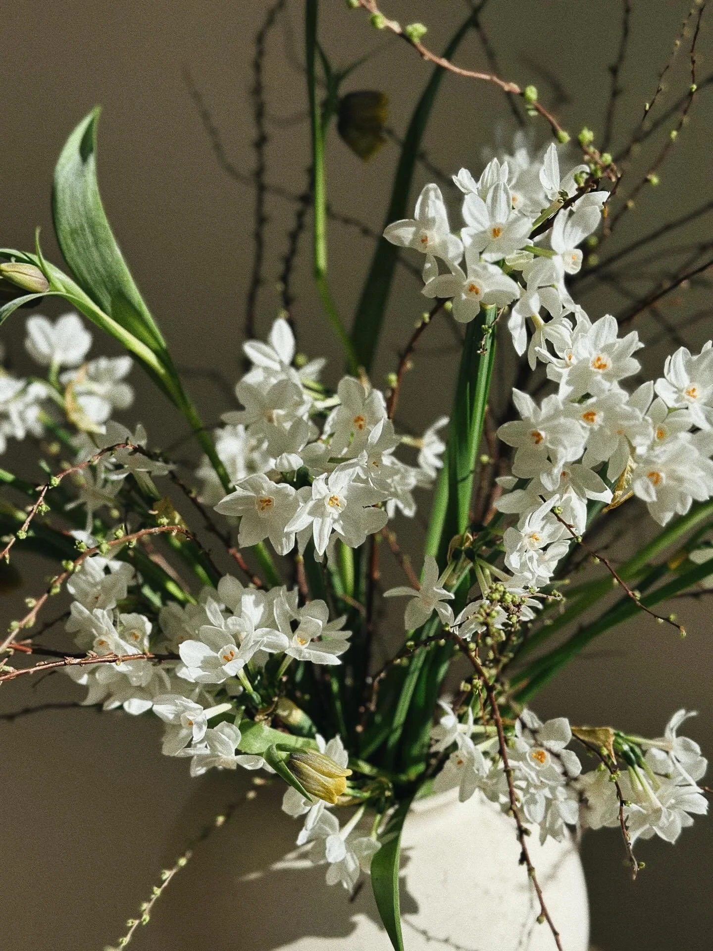 〰️ V&aring;rsol och dom s&ouml;taste narcisser 〰️