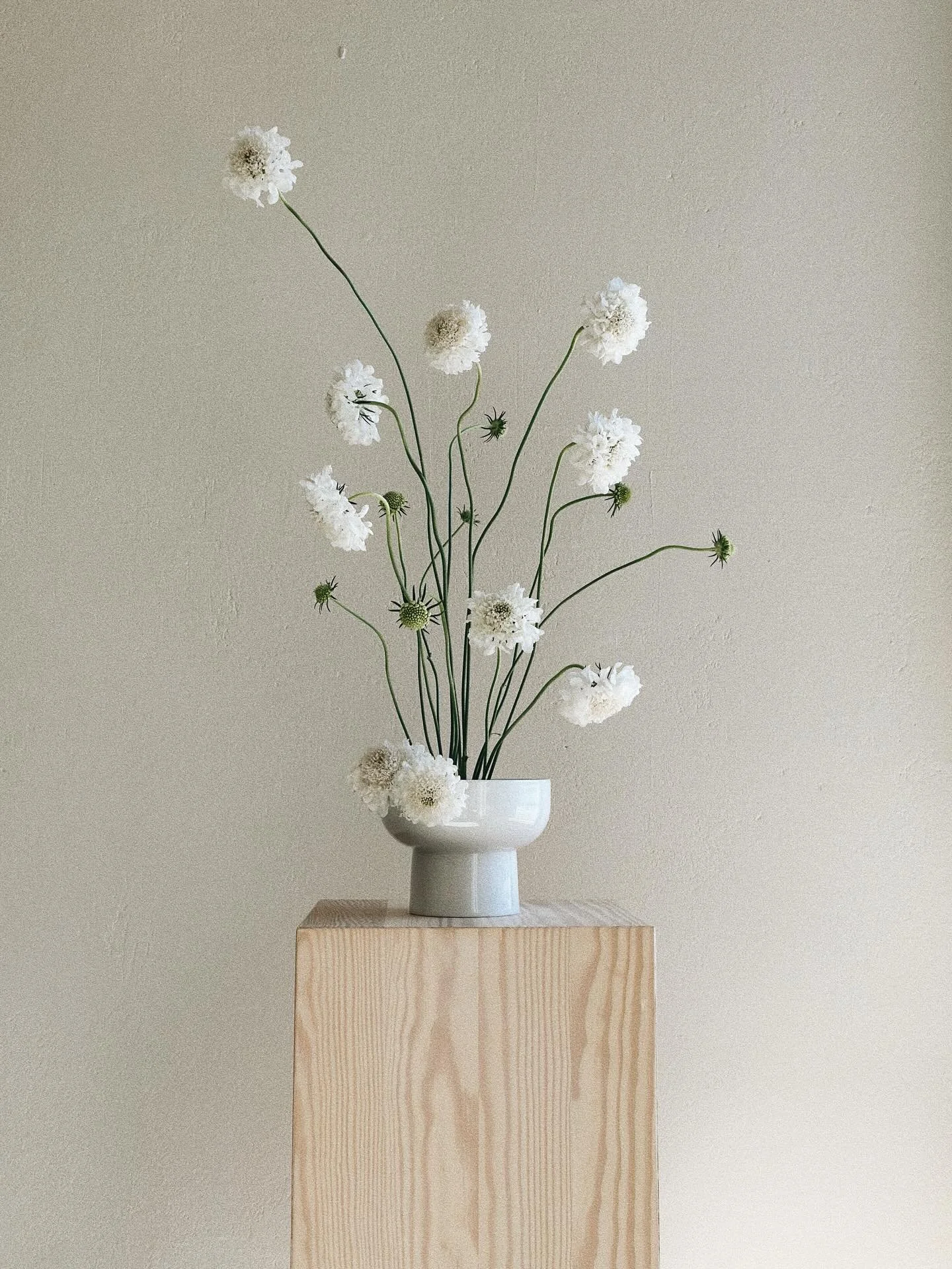 Scabiosa, en s&aring;n ljuvlig liten varelse. Kanske inte en huvudperson om den ska duellera med en pion eller en st&aring;tlig riddarsporre men ack s&aring; sk&ouml;n och n&ouml;dv&auml;ndig. Det &auml;r som att den dansar och r&ouml;r sig fritt ova