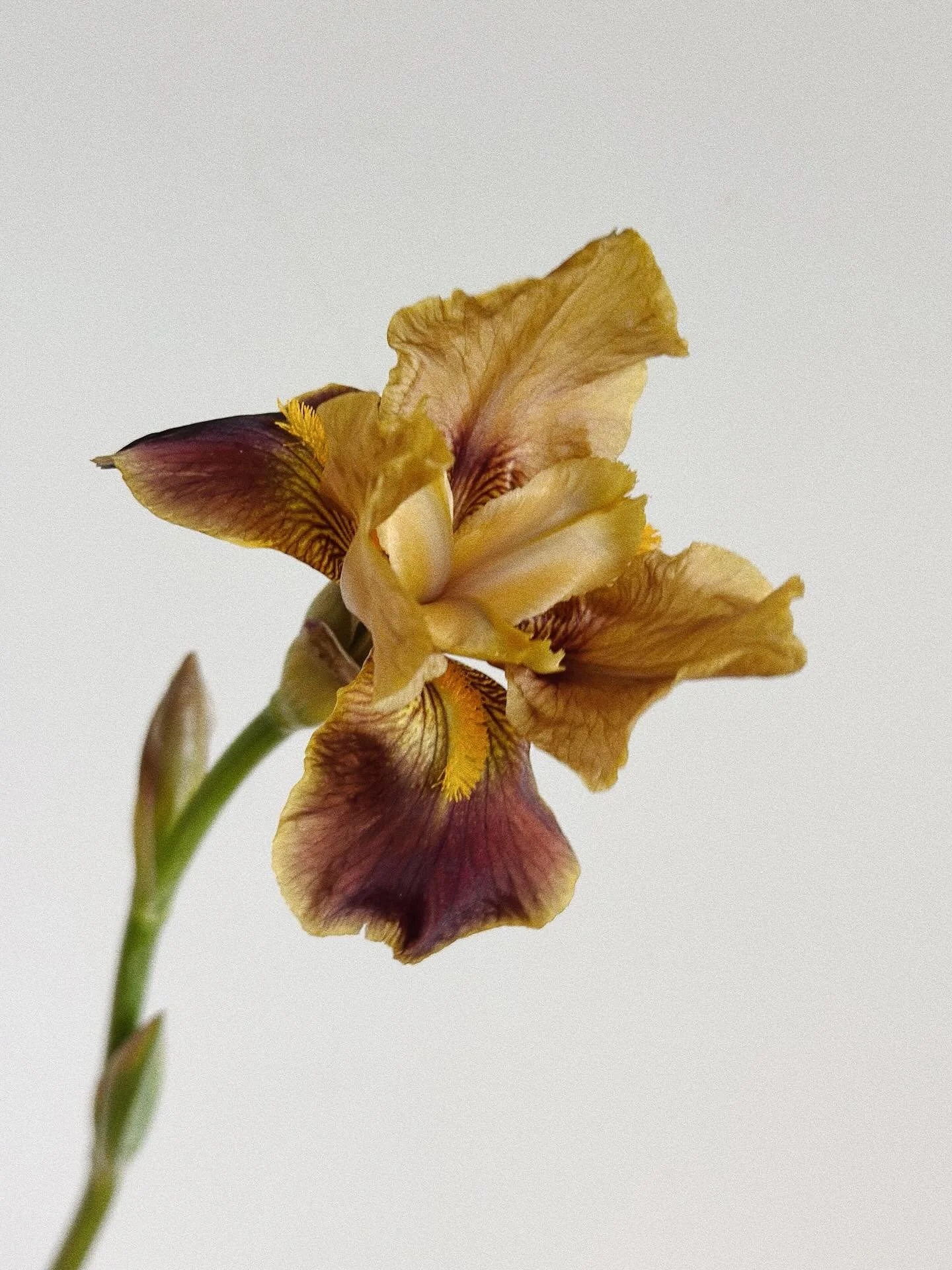 Iris 〰️ vilken skapelse