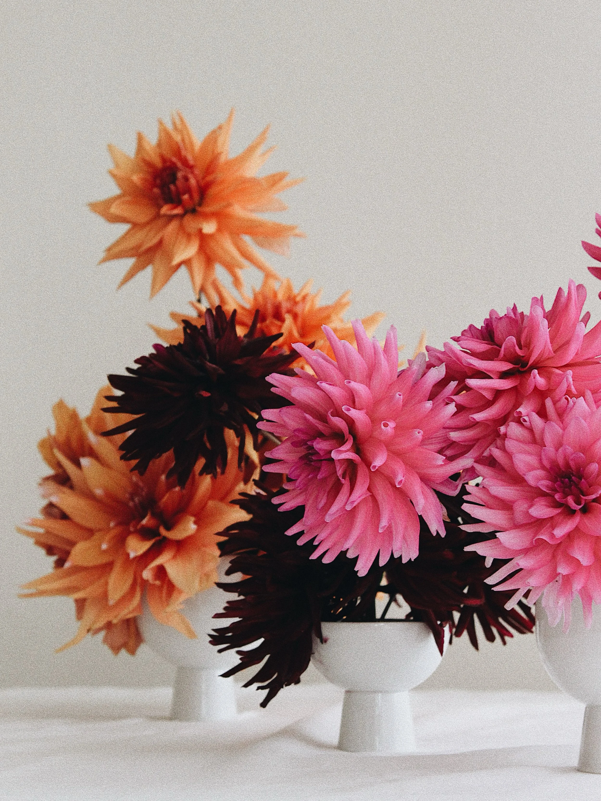 Dahlia bonanza 〰️ f&auml;rgprakt i sin finaste form