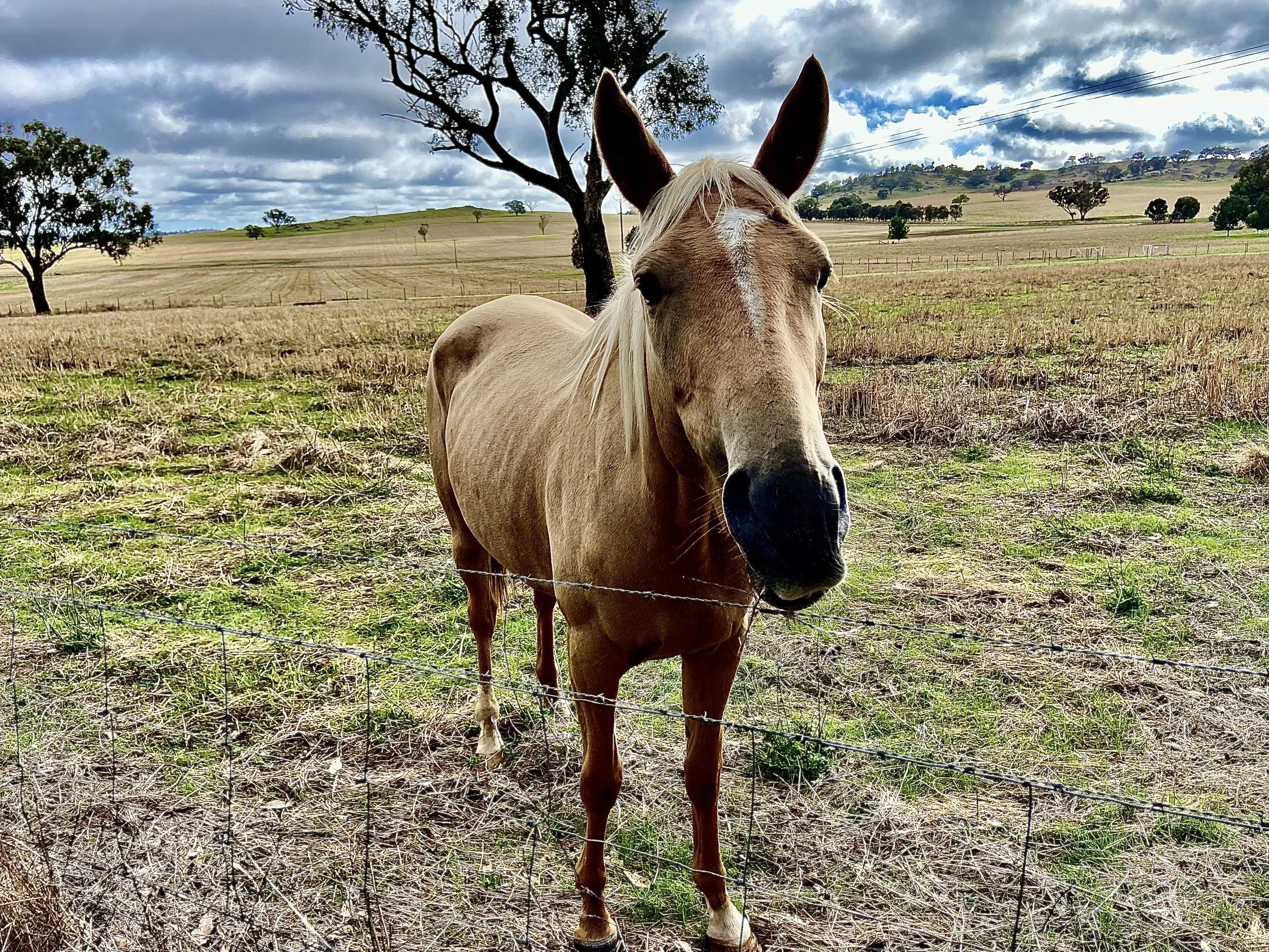 A brown horse with a white mane standing in a grassy field with trees, hills, and a cloudy sky in the background.