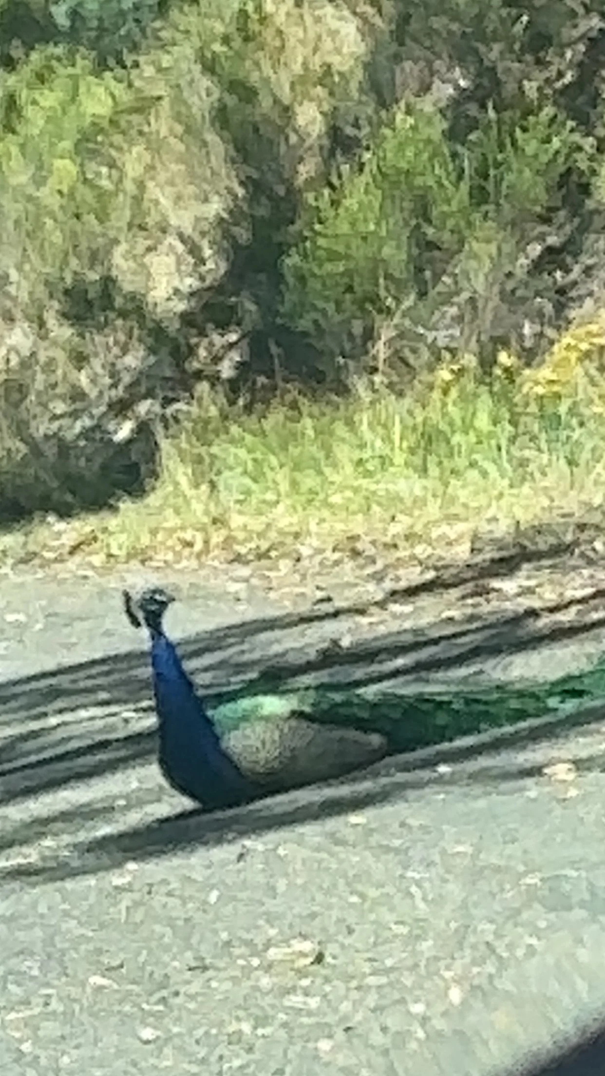 A peacock standing on a dirt road with lush green foliage and trees in the background.
