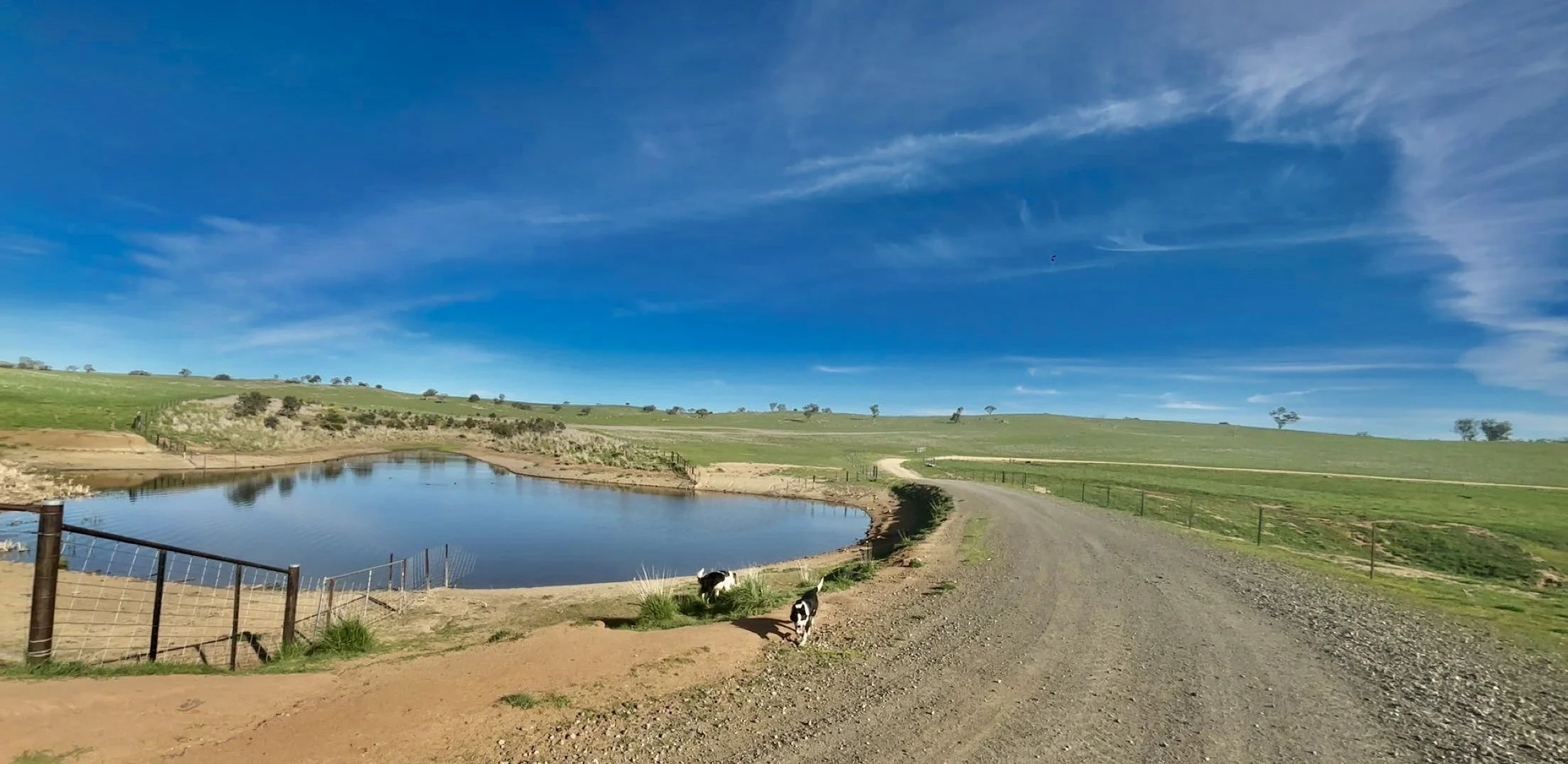 A rural landscape with a dirt road, a pond, rolling green hills, and a few cows grazing near the pond under a bright blue sky with wispy clouds.