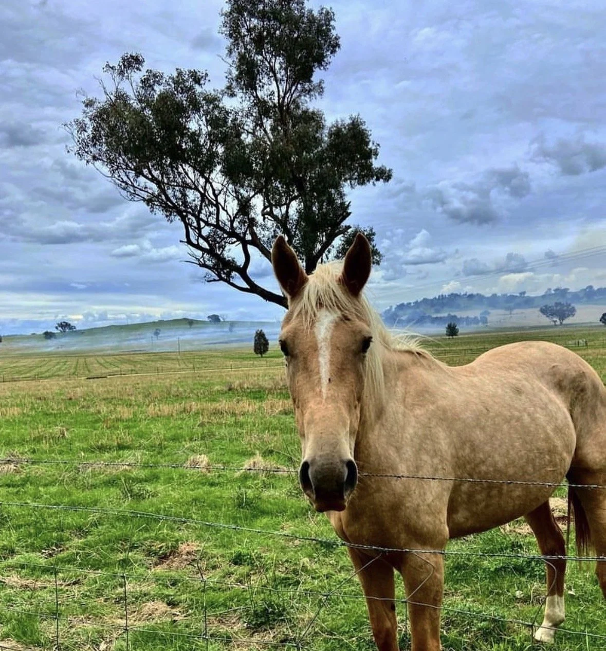 A light brown horse with a blonde mane standing behind a wire fence in a green pasture, with trees and hills in the background under a cloudy sky.
