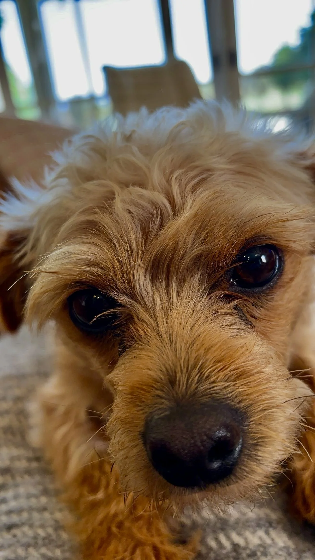 Close-up of a small, fluffy, light brown puppy with big dark eyes and a black nose, lying on a carpet.
