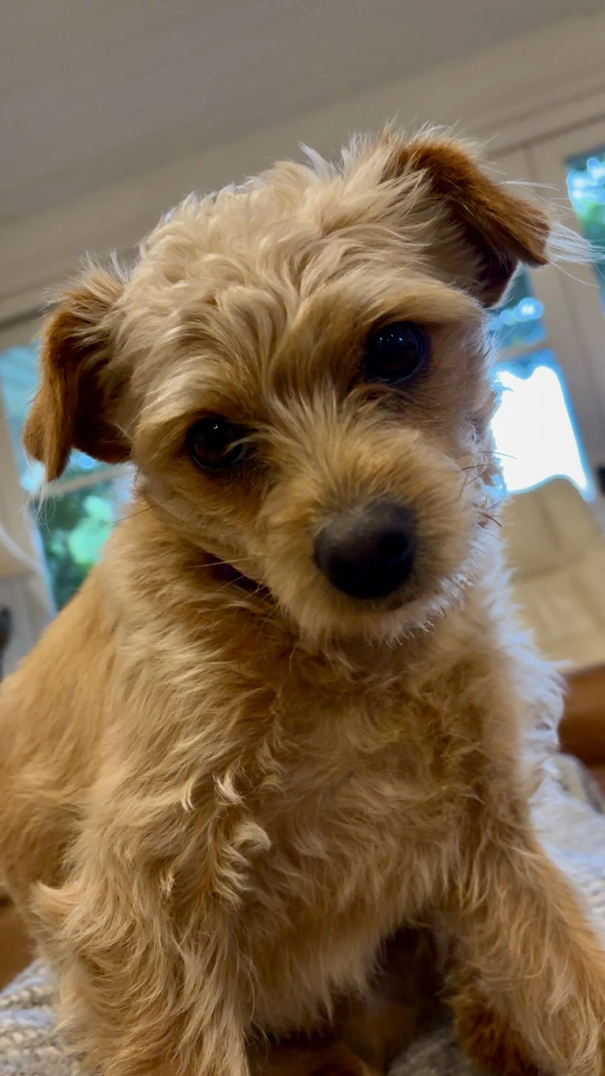 Close-up of a small, fluffy, tan-colored puppy with dark eyes and floppy ears, indoors with a blurred background.