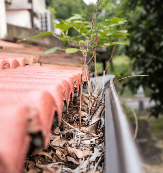 Gutter cleaning, roof cleaning, pressure washing, roofing up keep and maintenance