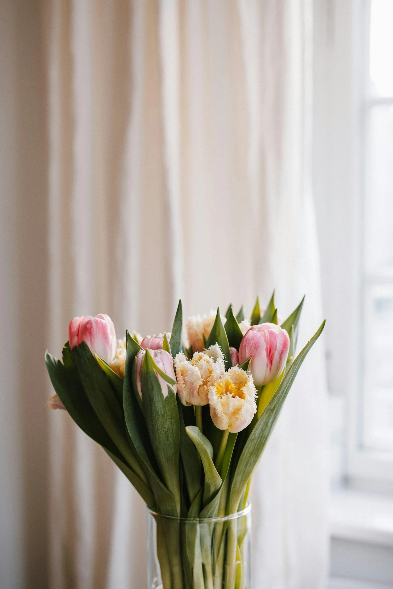 Beautiful tulips in vase in front of sheer drapes with light pouring in through window