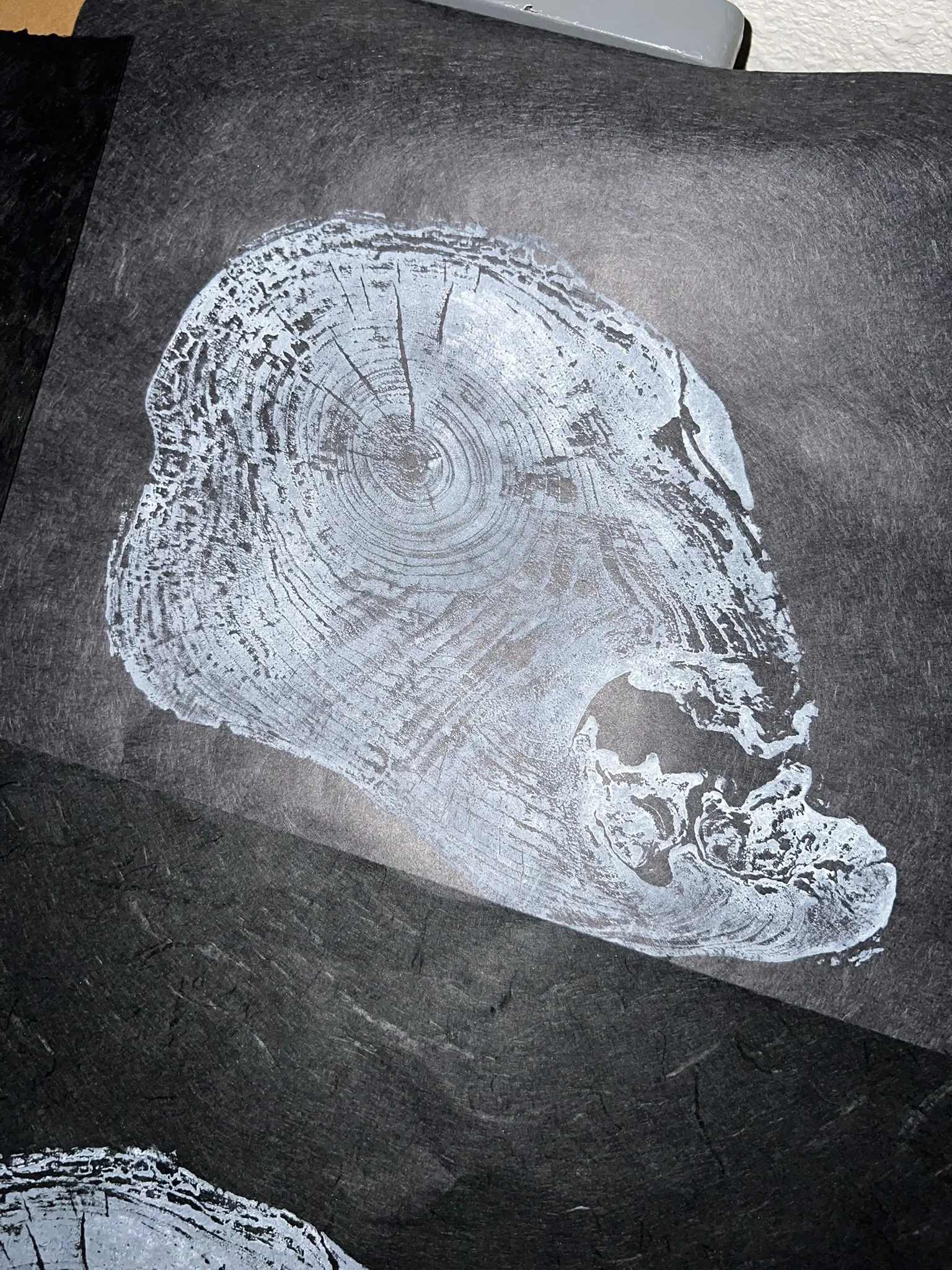 Bigleaf Maple Skull Print (12x12")