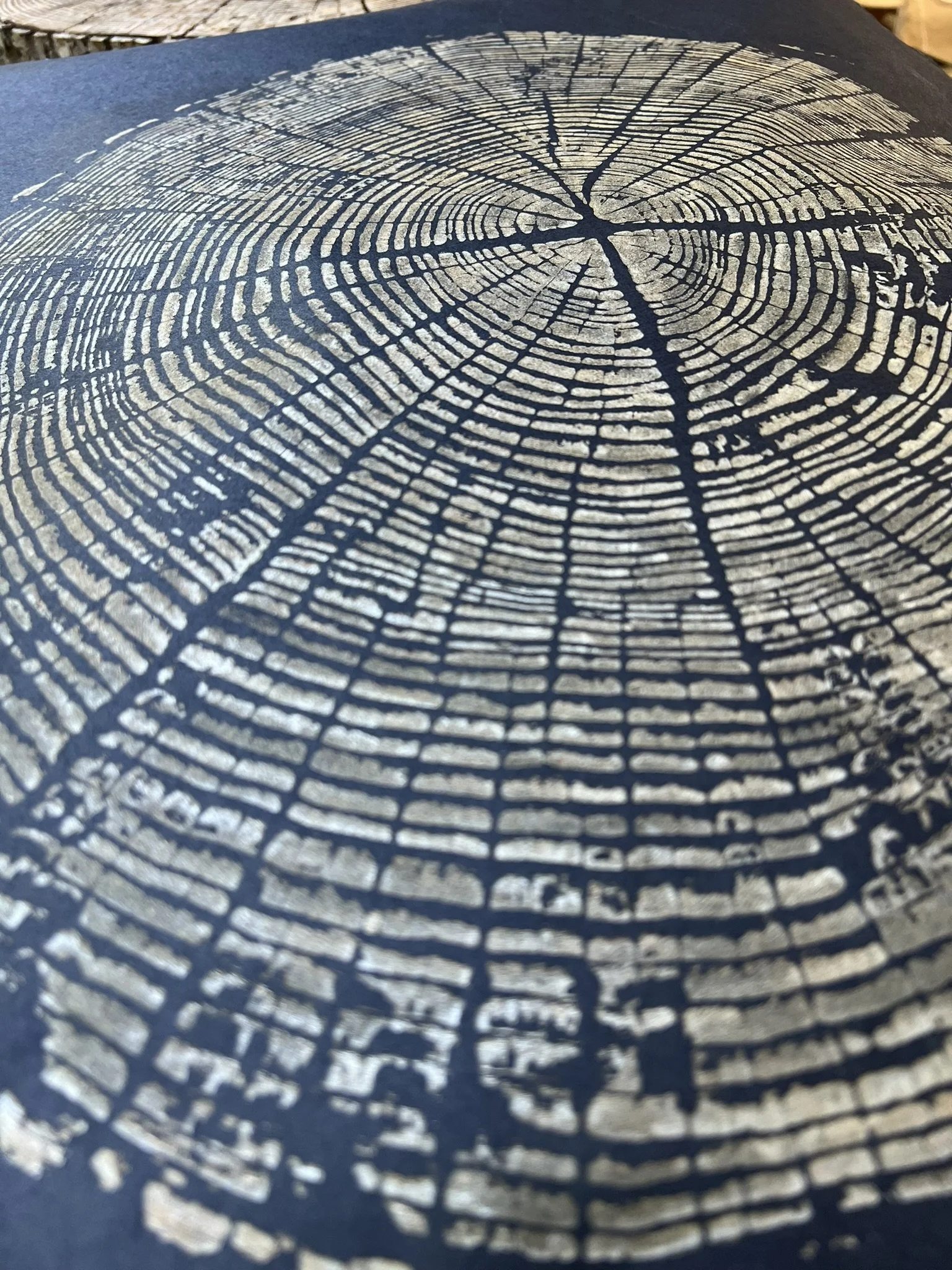 Close-up photo of a tree stump cross-section showing tree rings.