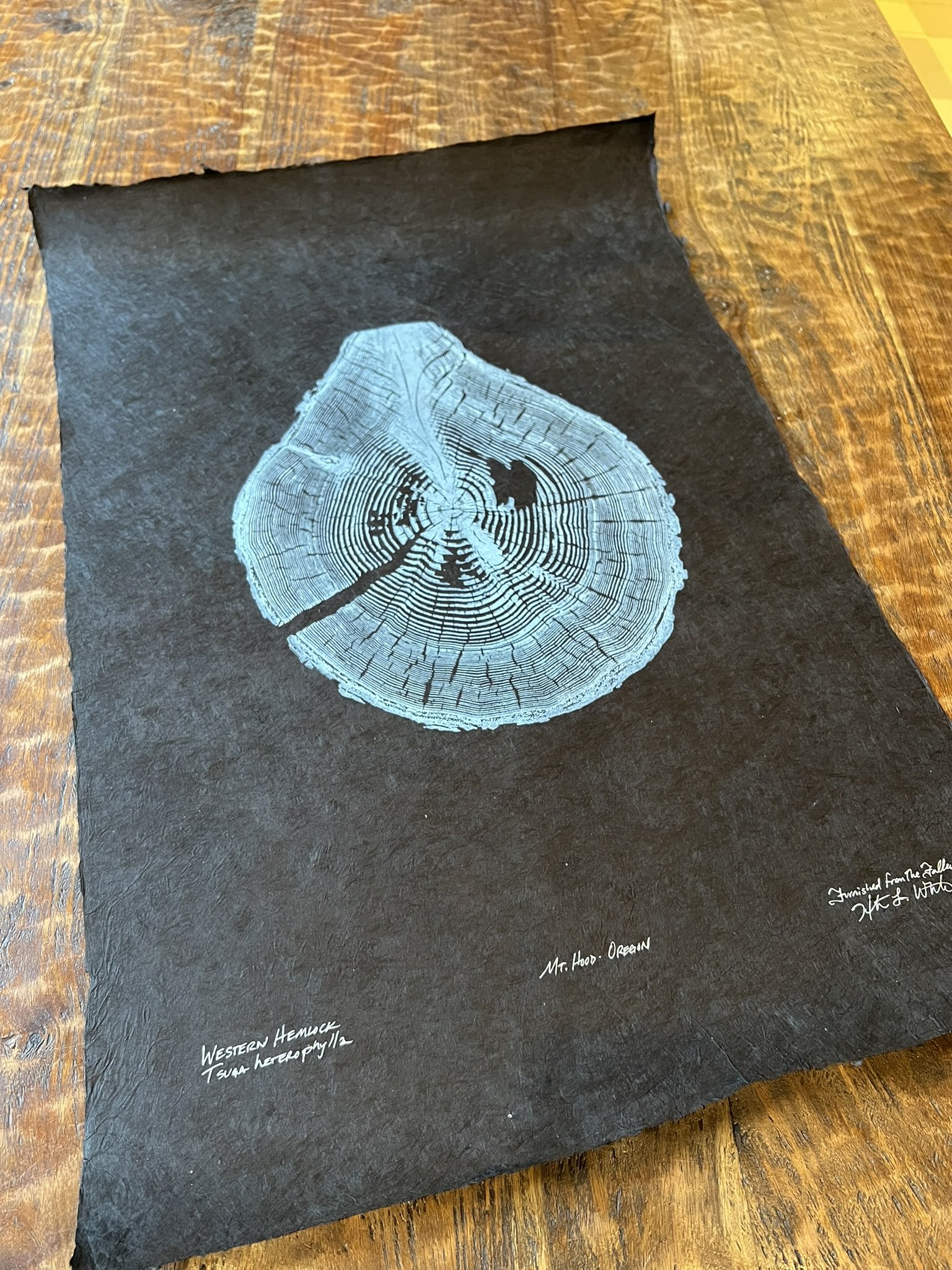 Western Hemlock #3 - "Ghostly Pale Blue Hemlock" 20"x30"