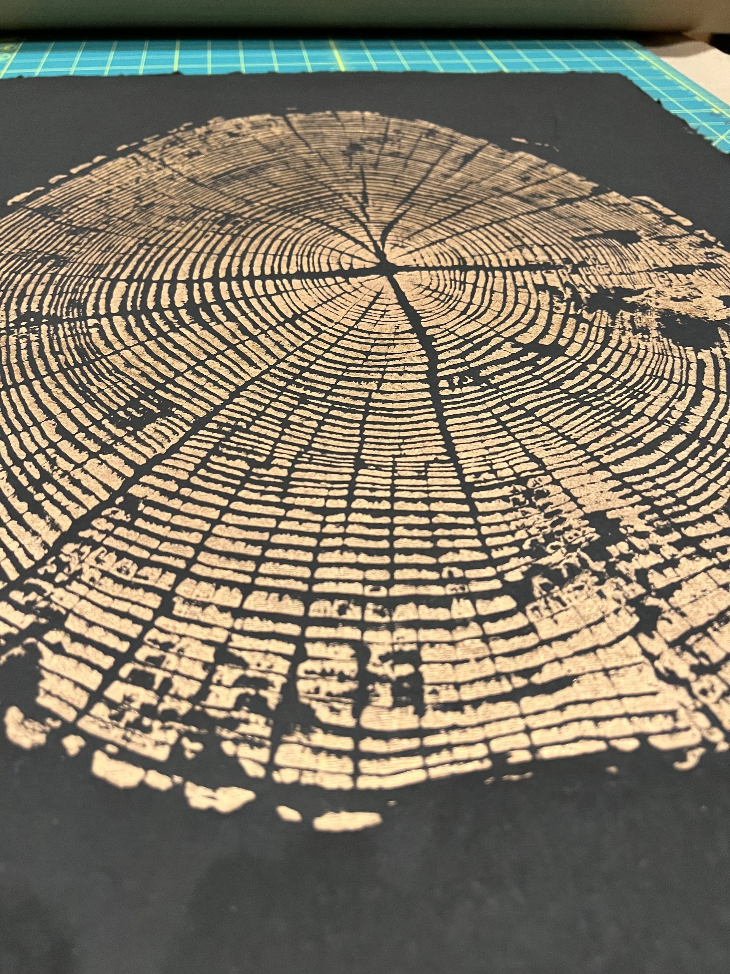 Oregon White Oak #1 - 