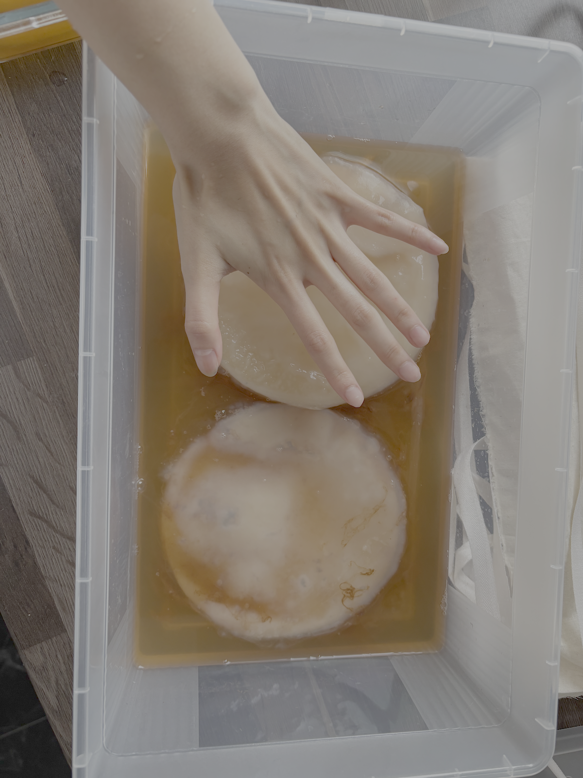 Janiejean-Scoby-Textile-Surfaces, Hand legt einen runden Gegenstand in eine Flüssigkeit in einem Behälter.