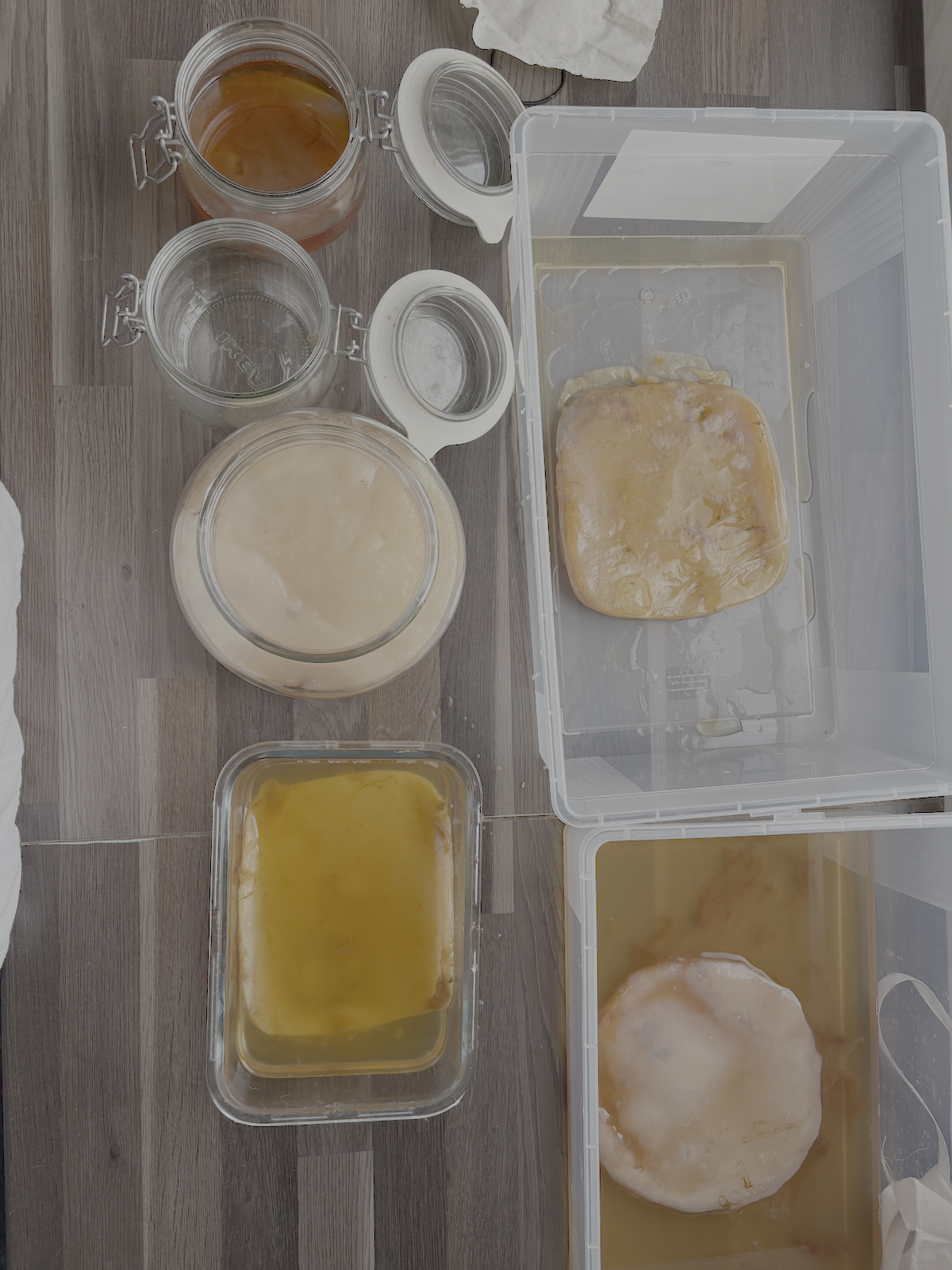 Janiejean-Scoby-Textile-Surfaces, Verschiedene Einmachgläser mit Honig, Milch oder ähnlichen Flüssigkeiten, und zwei Tupperdosen mit Flüssigkeit und Ei, auf einem Holztisch.