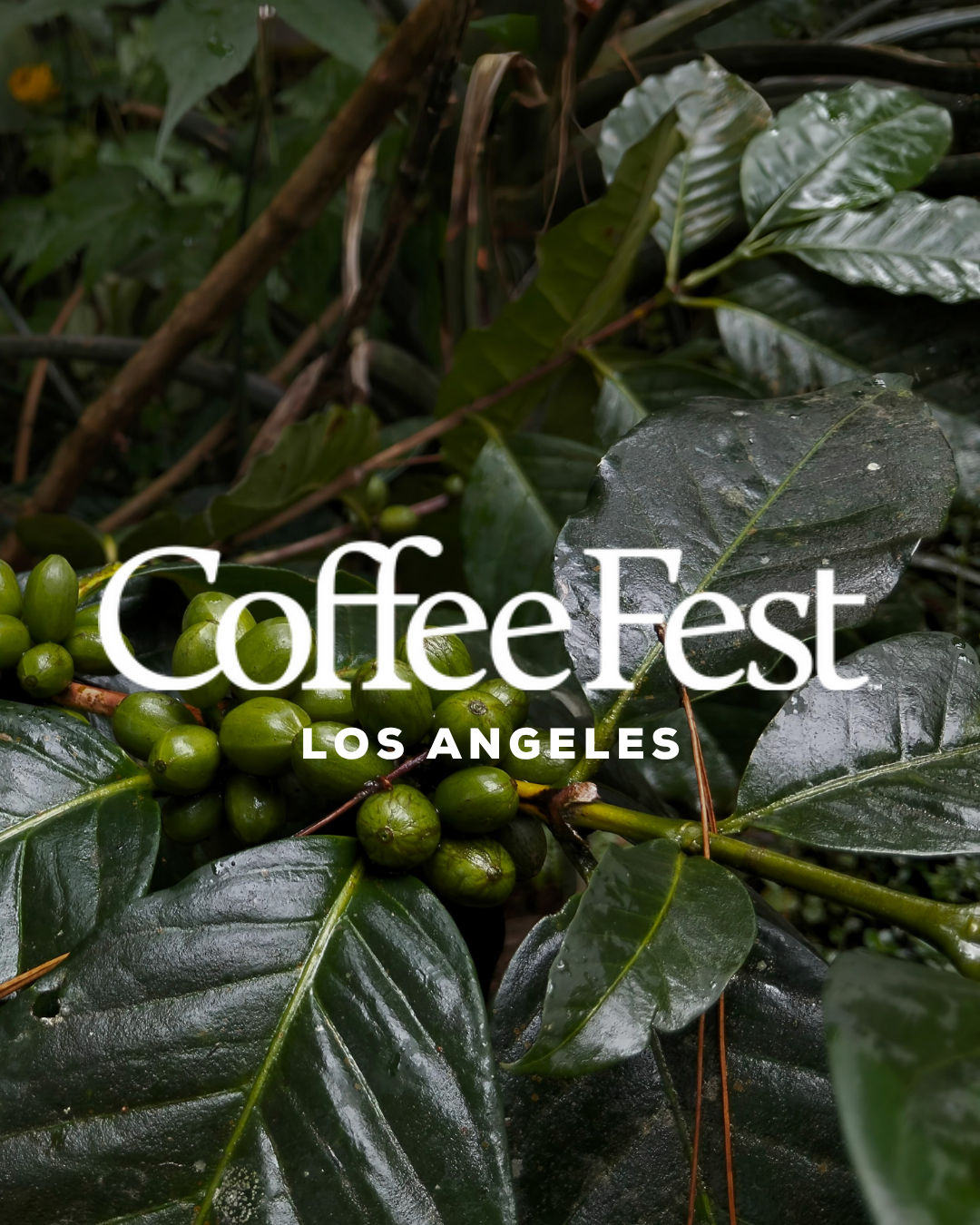 Coffee Fest LA: Flavor Canvas: Green Coffee Sourcing for 2026's Savory & Functional Menu Trends