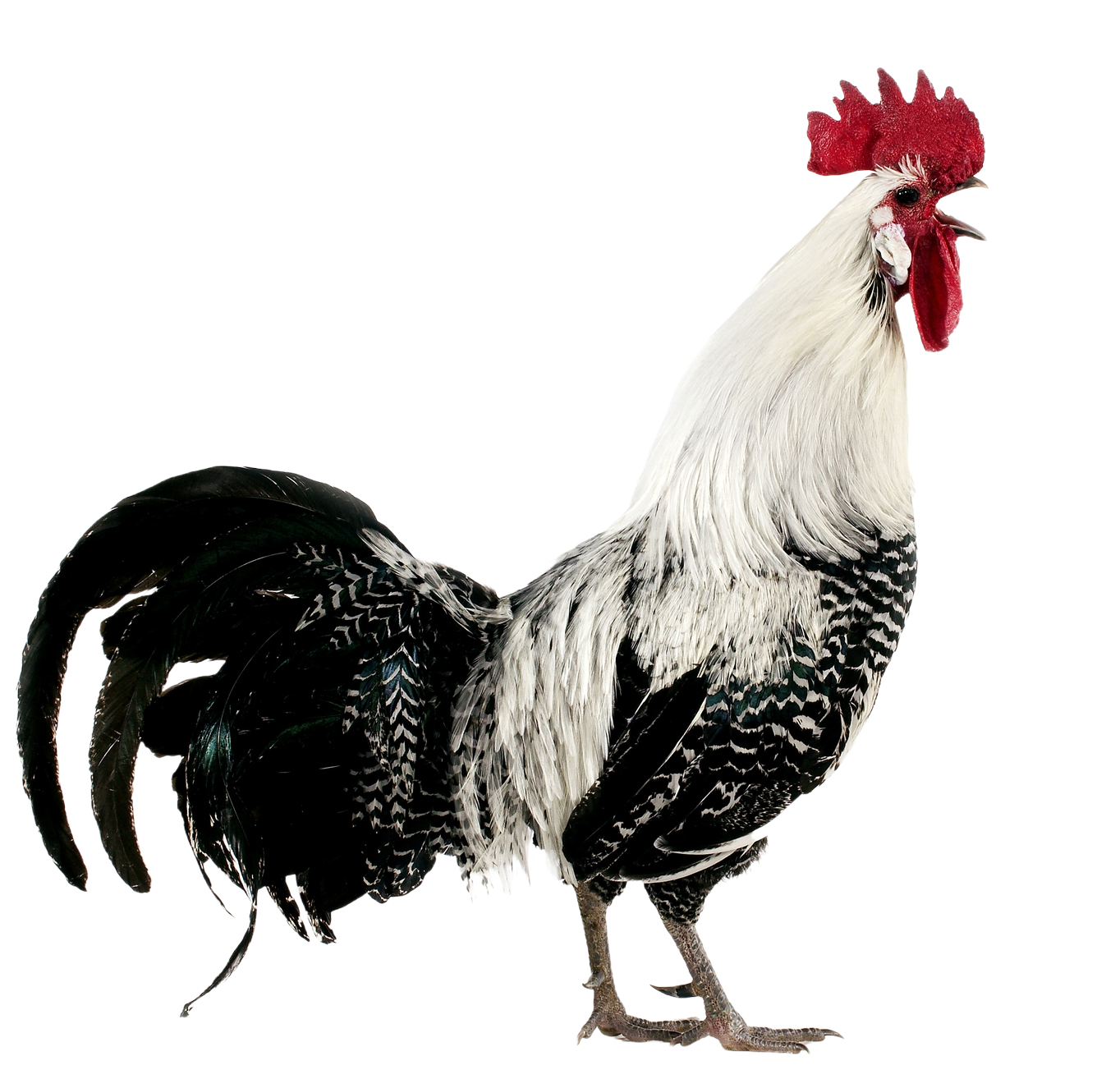 Impact for Breakfast: Istanbul