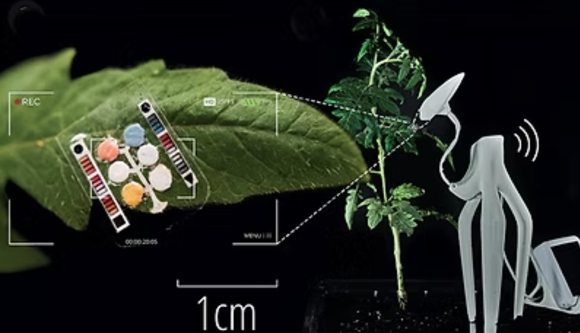 Guttation Monitor: Wearable Guttation Sensor for Plant Condition Monitoring and Diagnosis