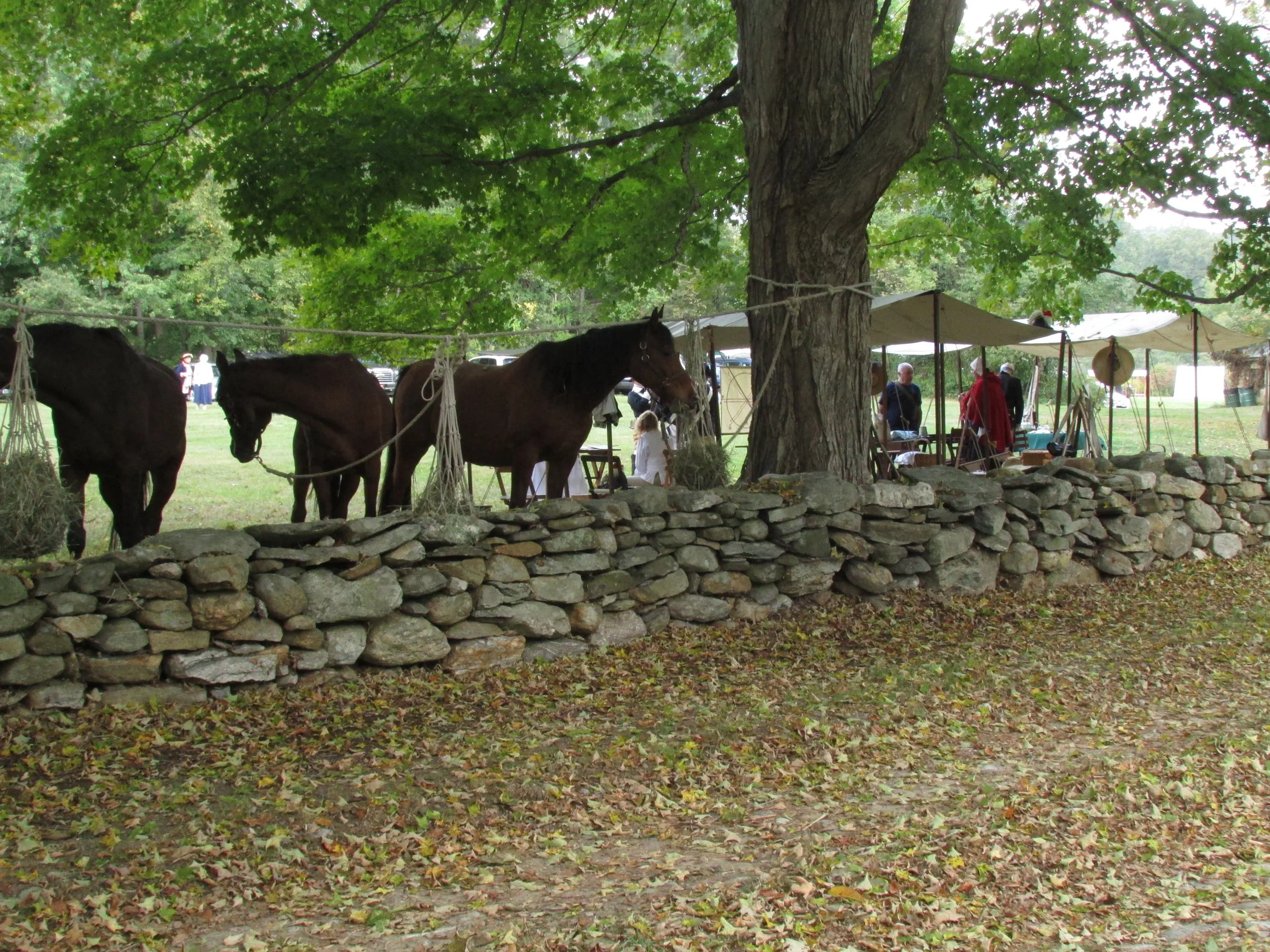 Three brown horses tied to a tree under a large leafy tree, with a stone wall in front and a historical reenactment campsite with tents and people in the background.