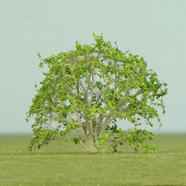 A scale model of a Magnolia tree