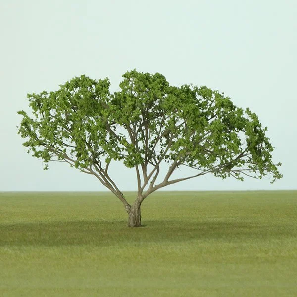 A model acacia tree
