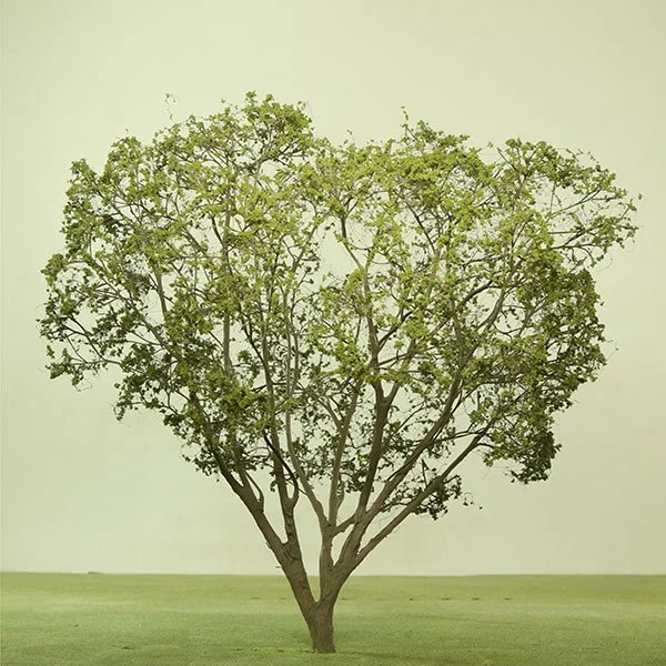 A scale model of a Maple tree