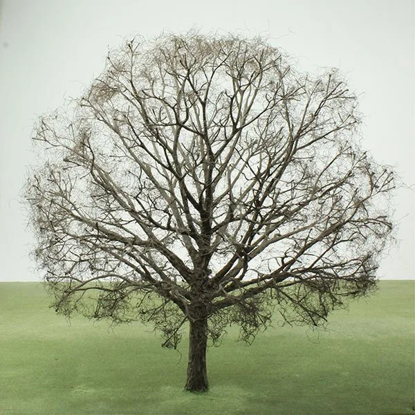 A scale model of a beech tree