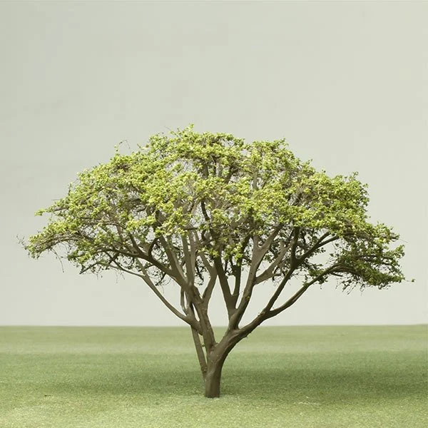 A scale model queensland umbrella tree