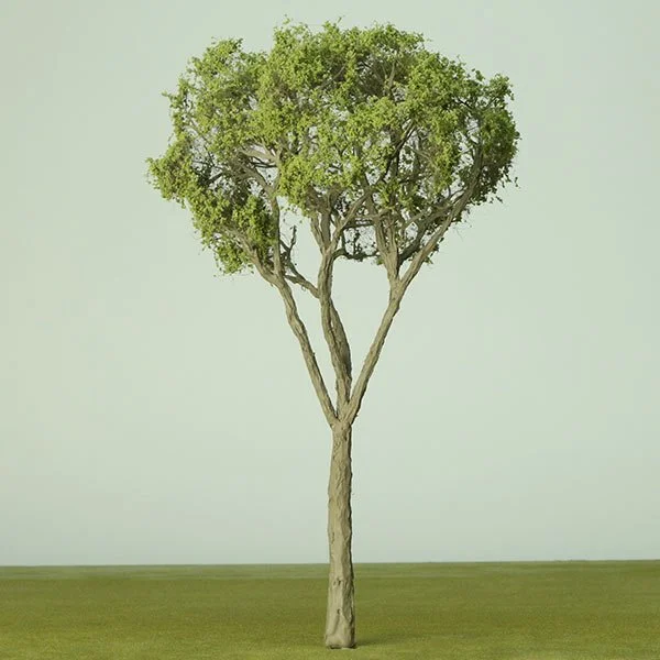 A single model tree with a narrow trunk and sparse branches stands on a flat grassy area, with a light green background.