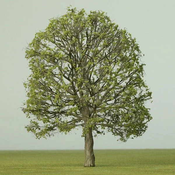 A large deciduous Horse-chestnut tree with a thick trunk and green leaves, standing alone on a grassy field under a pale sky.