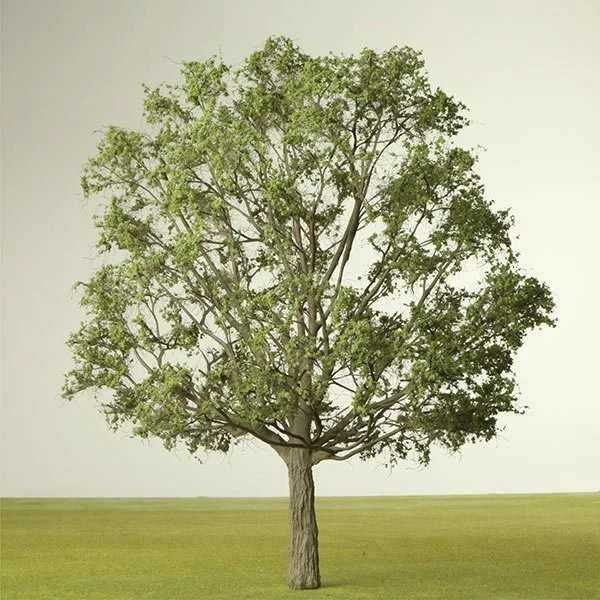 A scale model of an Oak tree
