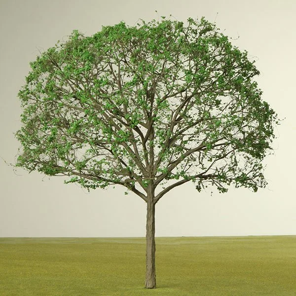 A model tree with a broad, rounded canopy and small green leaves standing on a grassy field against a plain background.
