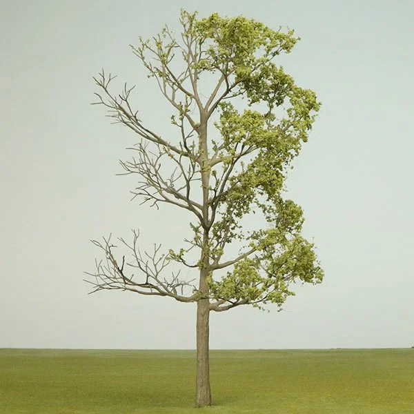 A scale model deciduous tree with half of the foliage missing