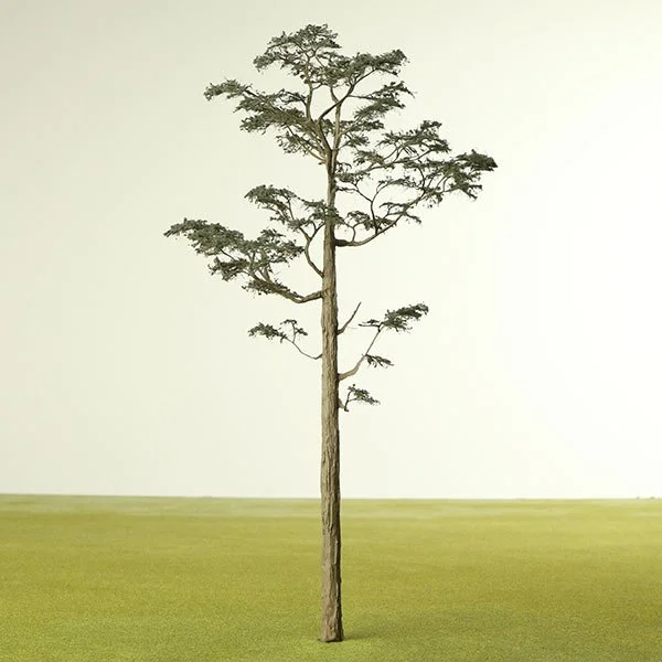 A scale model of a Pine tree
