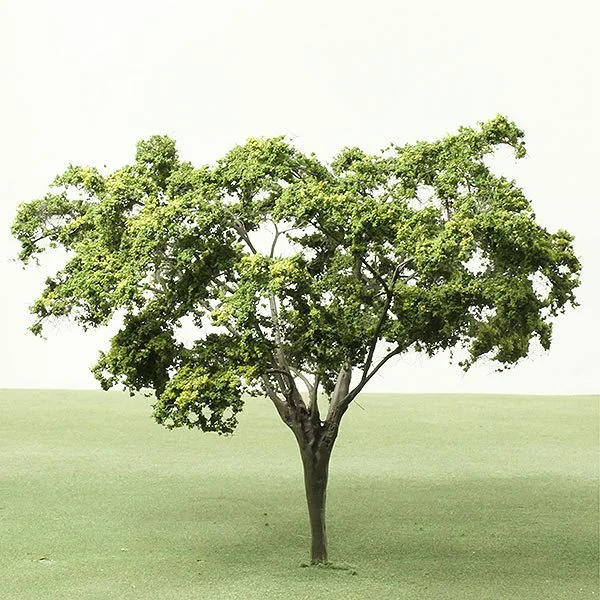 A scale model Lebbek tree