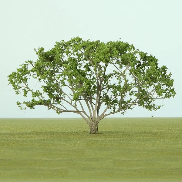 A model acacia tree
