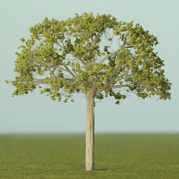 A scale model of an Olive tree