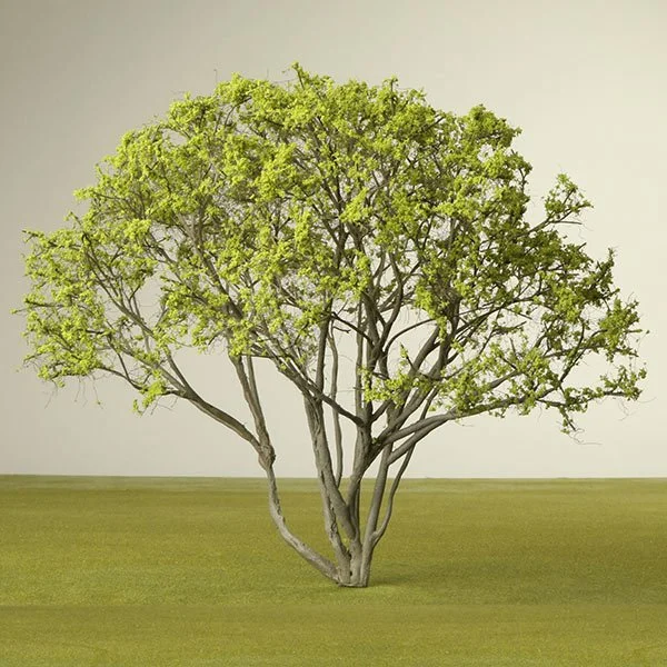 a scale model of a serviceberry tree