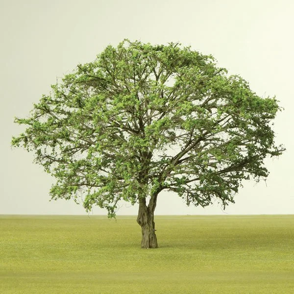 A solitary green model tree with a thick trunk standing on a grassy field under a light background.