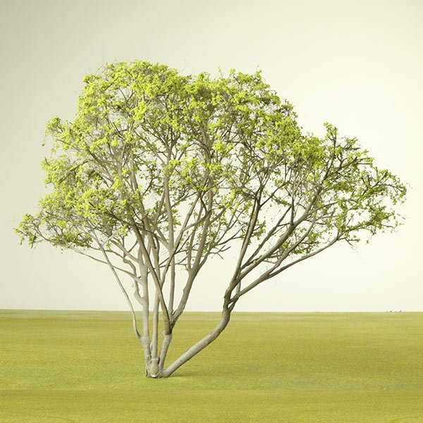 a scale model of a serviceberry tree