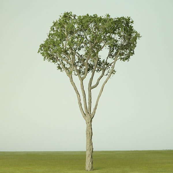 A scale model of a eucalyptus tree