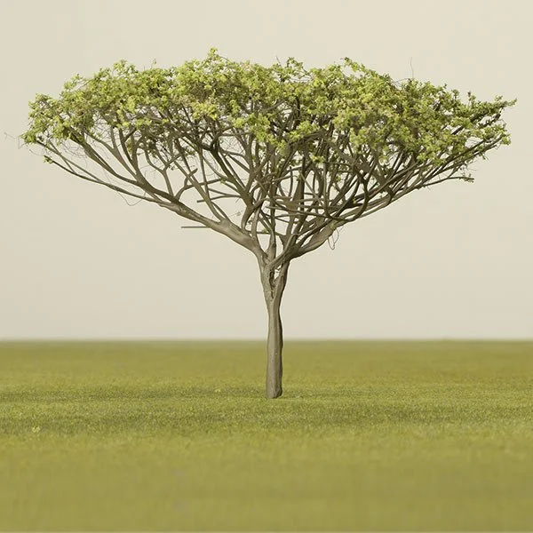 A model acacia tree