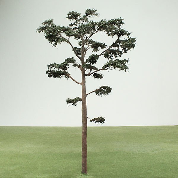 A scale model of a Pine tree