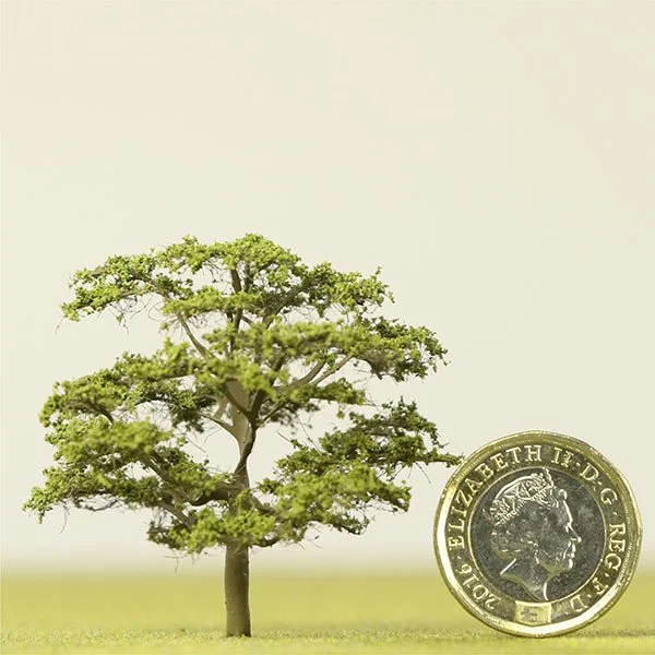 A small model ironwood tree with lush green leaves next to a British pound coin for size comparison.