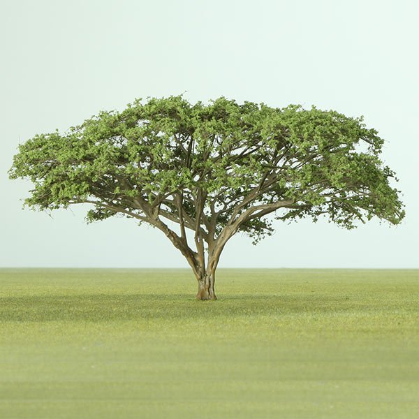 A model acacia tree