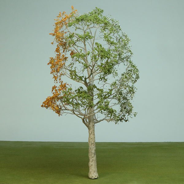 A scale model deciduous tree showing foliage from each season