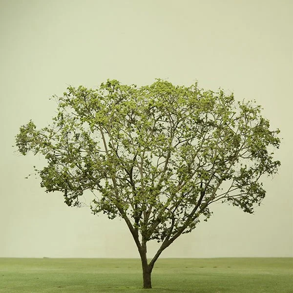 A scale model of a Maple tree