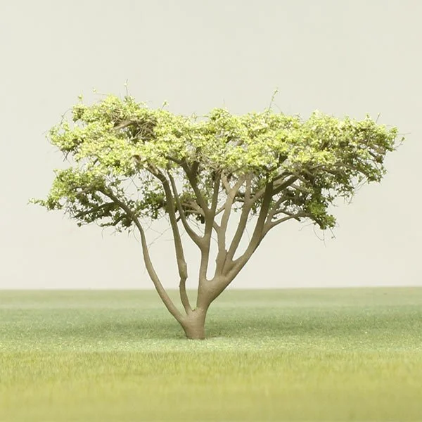 A model acacia tree